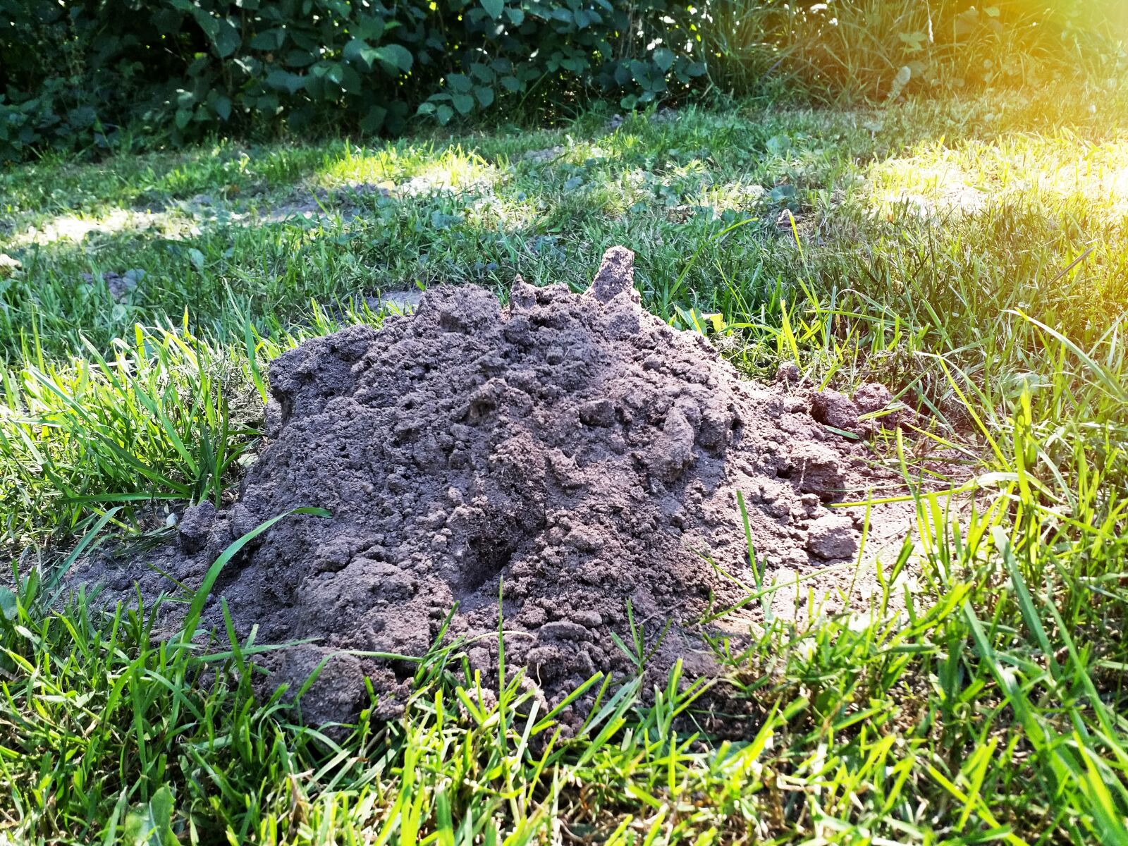 HMD Global Nokia 8 sample photo. Mole, ground, summer photography