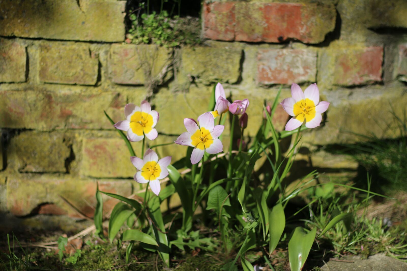 Canon EOS 70D + Canon EF 50mm F1.8 STM sample photo. Tulips, flower, nature photography