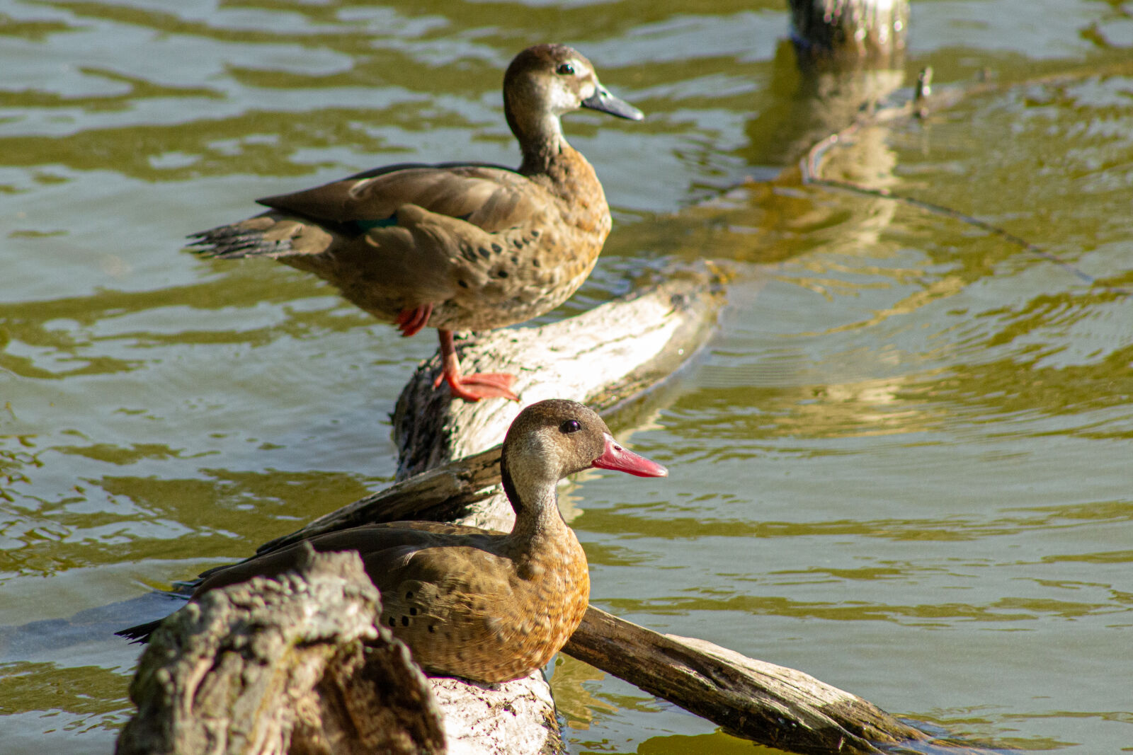 Canon EF 75-300mm f/4-5.6 sample photo