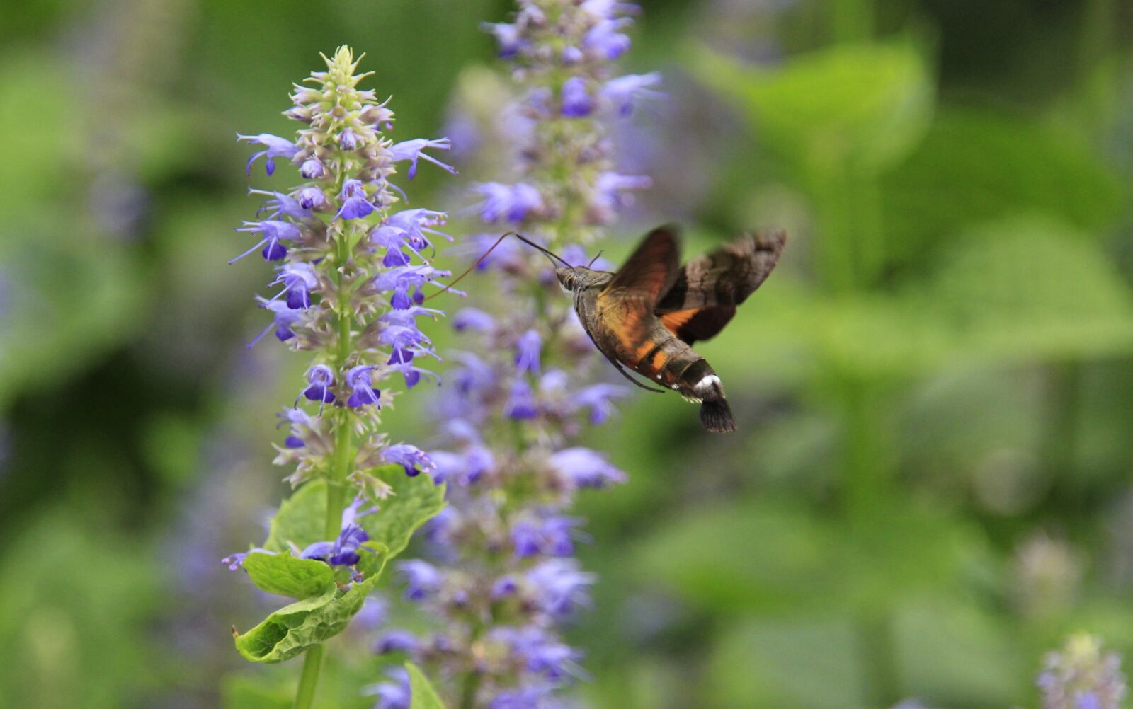 Canon EOS 600D (Rebel EOS T3i / EOS Kiss X5) sample photo. Nature, flowers, leaf photography