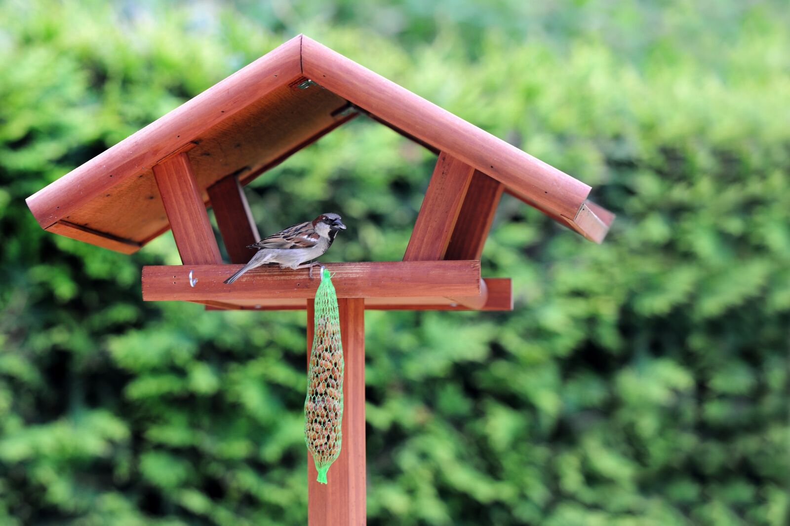 Nikon D3X sample photo. Bird, bird seed, nature photography