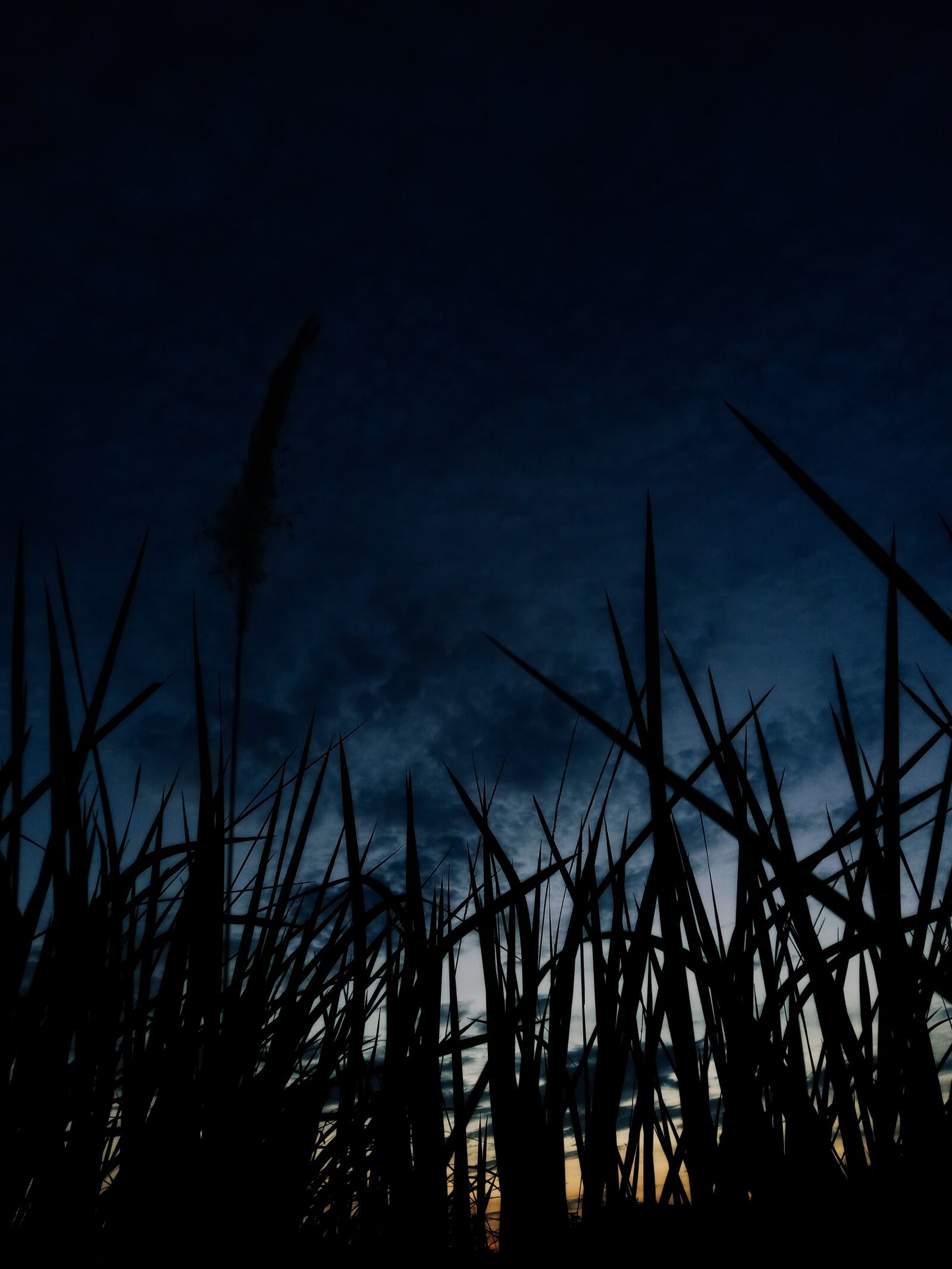 OPPO A5S sample photo. Grass, twilight, dark photography