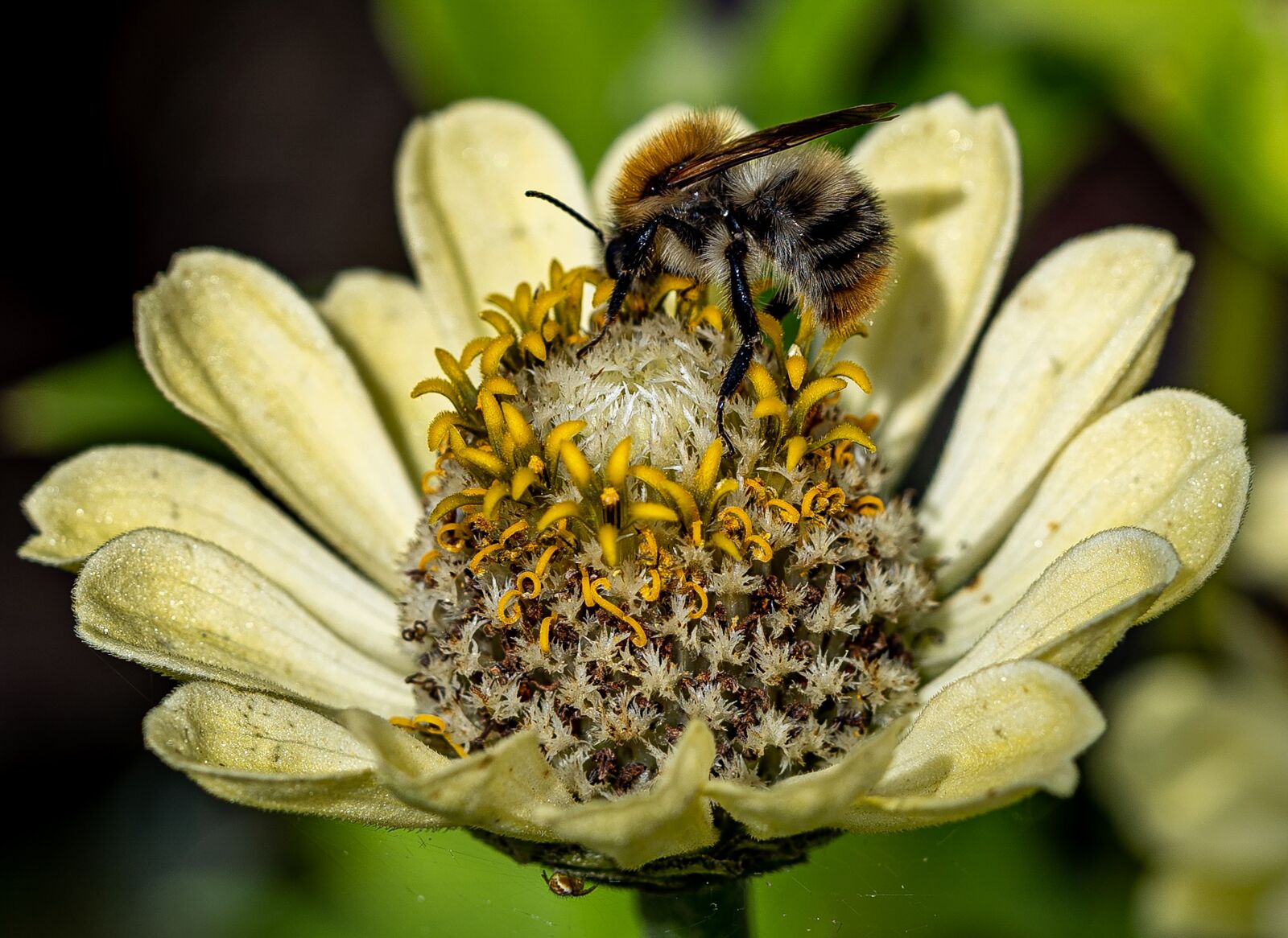 Sony a7 III sample photo. Flower, bee, insect photography