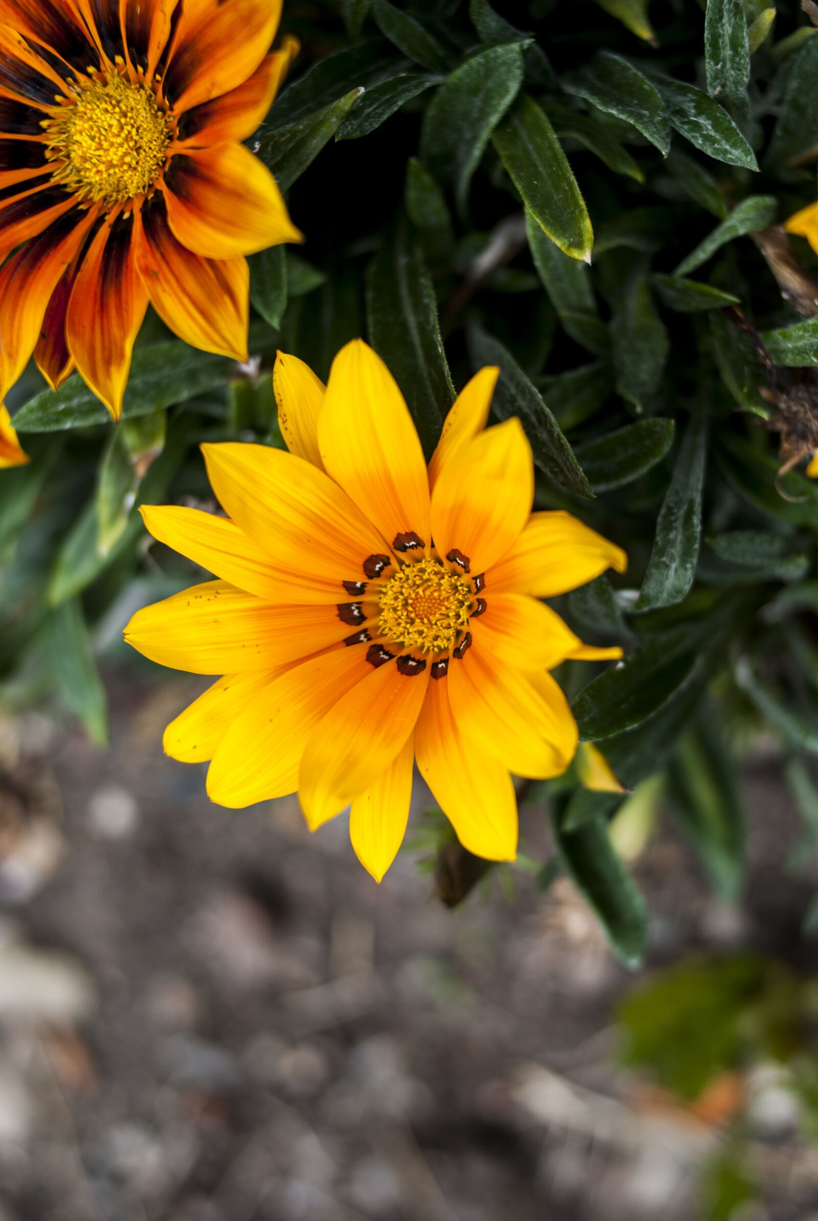 Nikon D60 sample photo. Nature, plant, flower photography