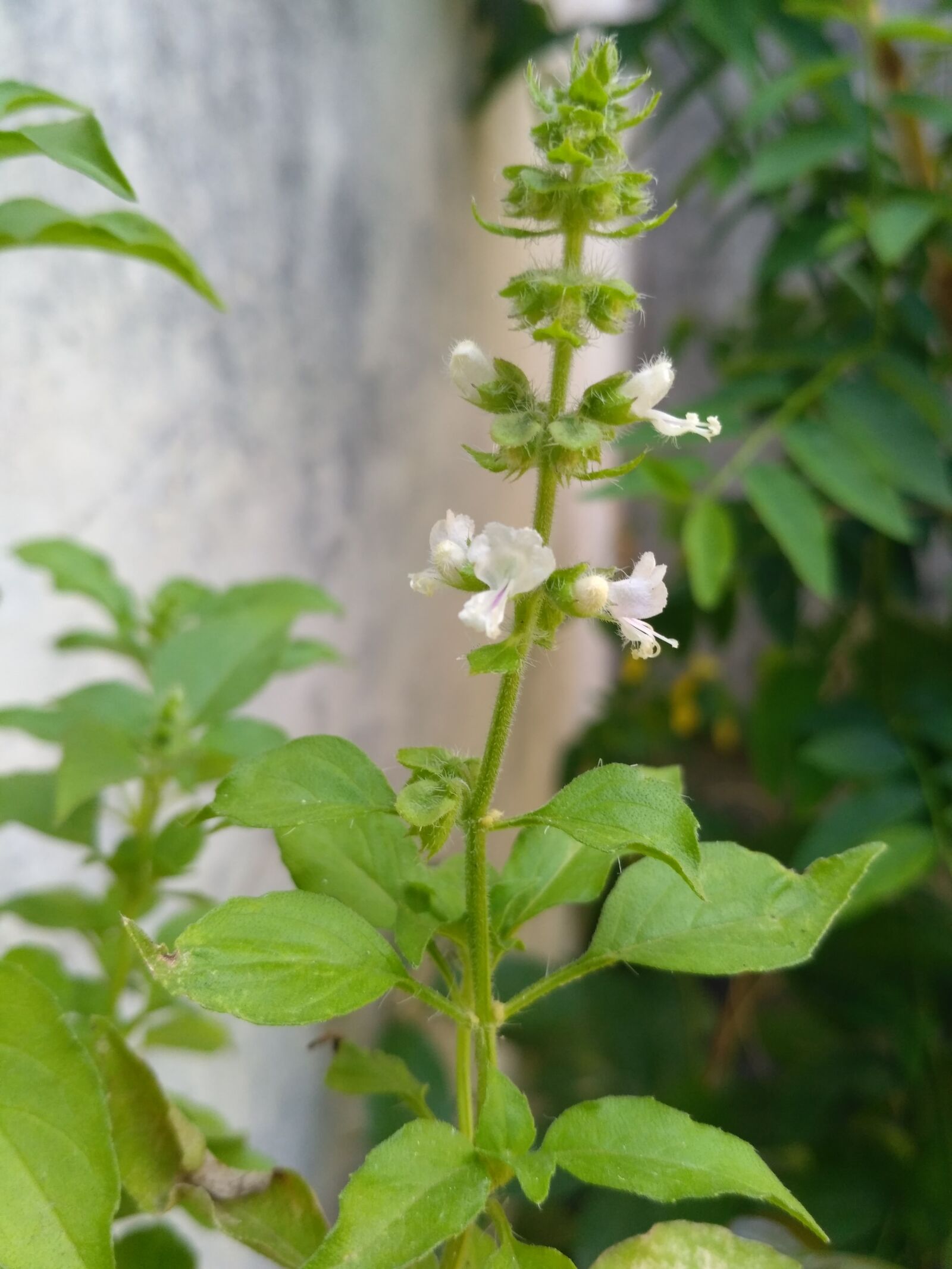 Xiaomi Redmi 3S sample photo. Kembang, kemangi photography