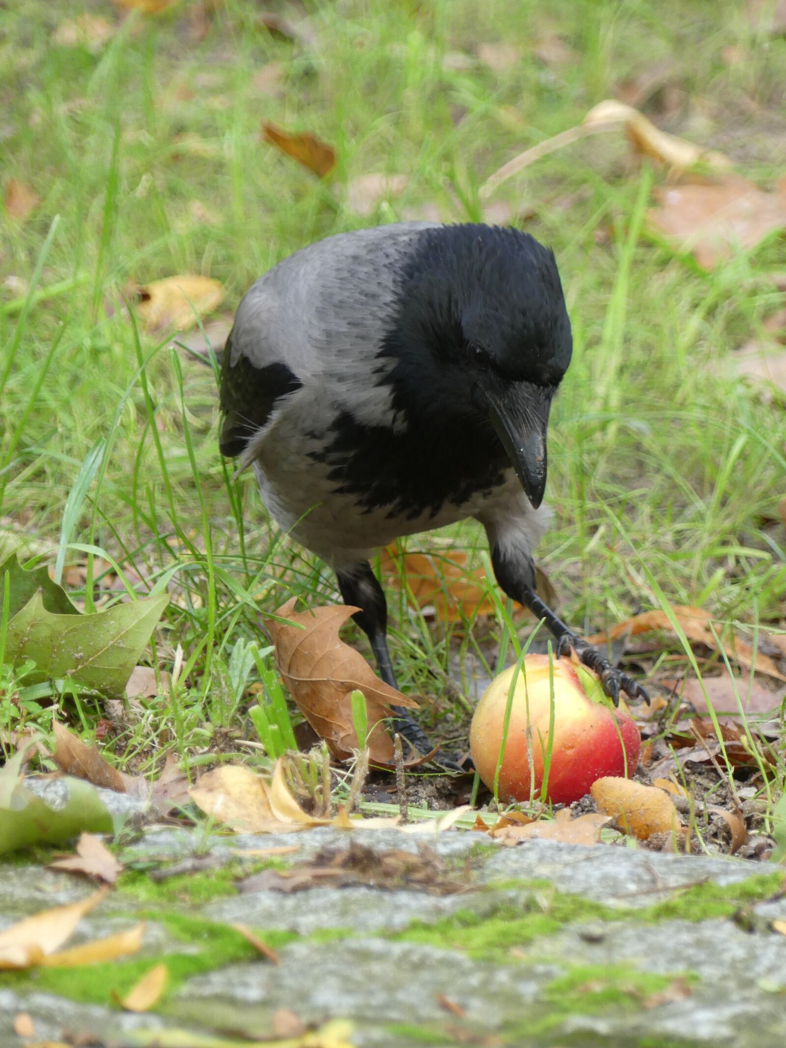 Panasonic Lumix DMC-FZ300 sample photo. Hooded crow, apple, food photography