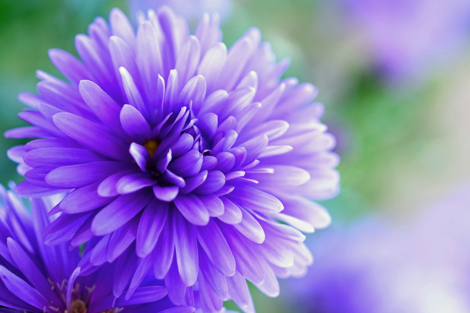 Sony ILCA-77M2 + Tamron SP AF 90mm F2.8 Di Macro sample photo. Herbstaster, purple, flower photography
