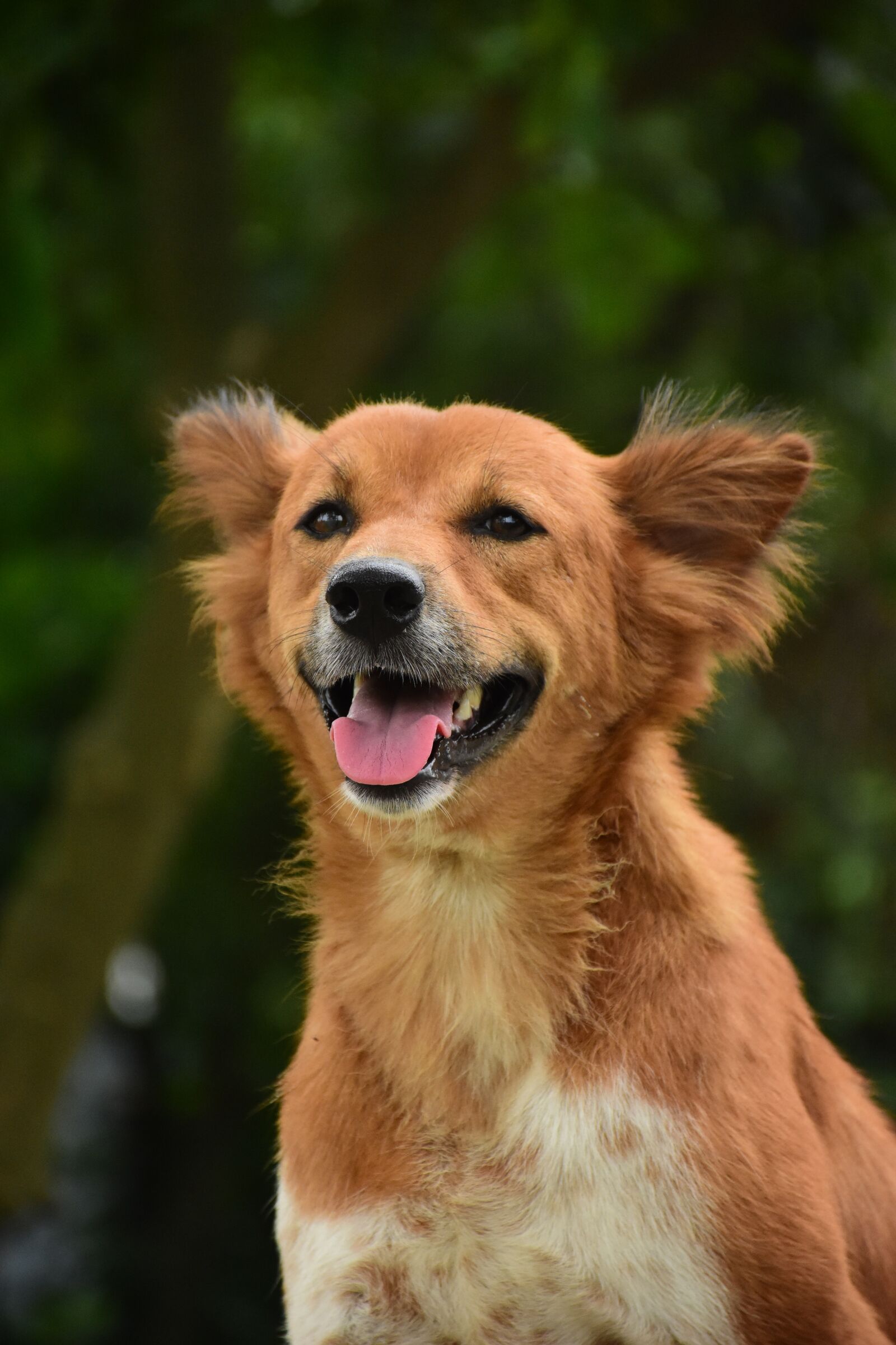 Nikon D7200 sample photo. Dog, brown dog, puppy photography
