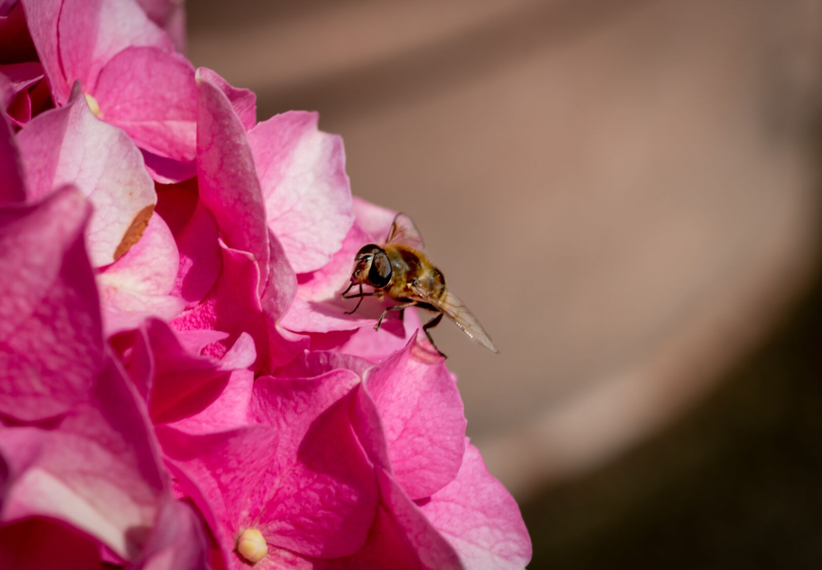 Canon EOS 1300D (EOS Rebel T6 / EOS Kiss X80) sample photo. Macro, insect, flower photography