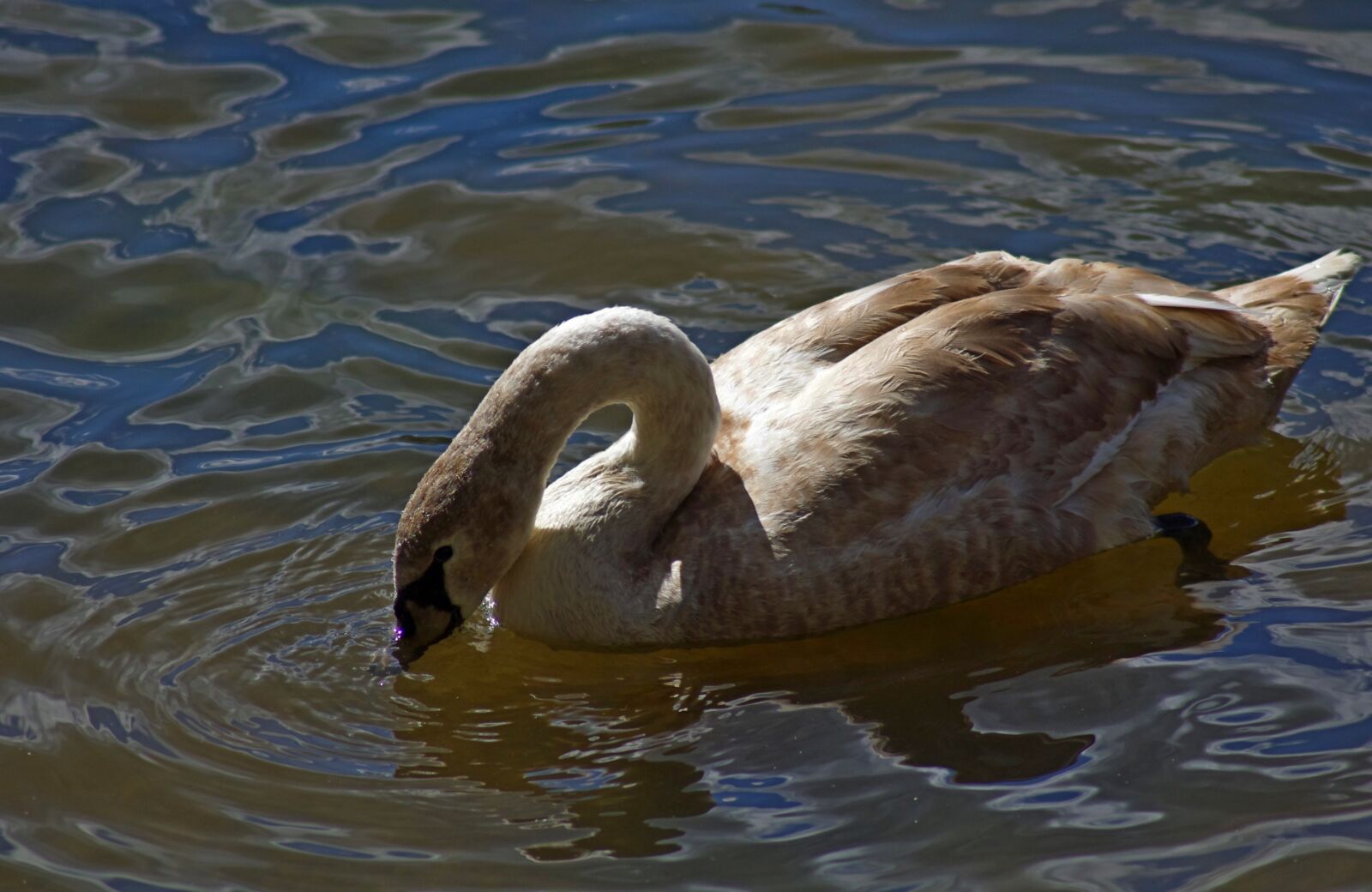 Pentax K-r sample photo. Swan, birds, fauna photography