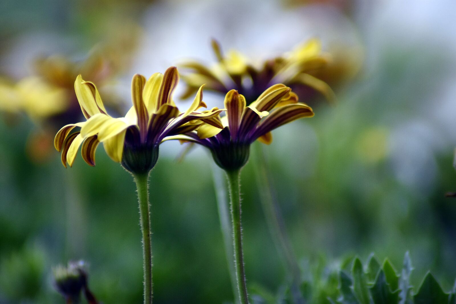 Nikon D3400 sample photo. Flower, wallpaper, garden photography
