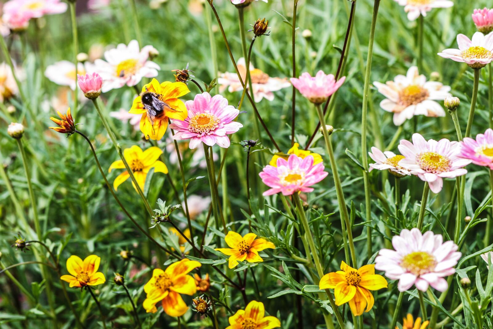 Canon EOS 7D Mark II sample photo. Flower, garden flower, daisy photography