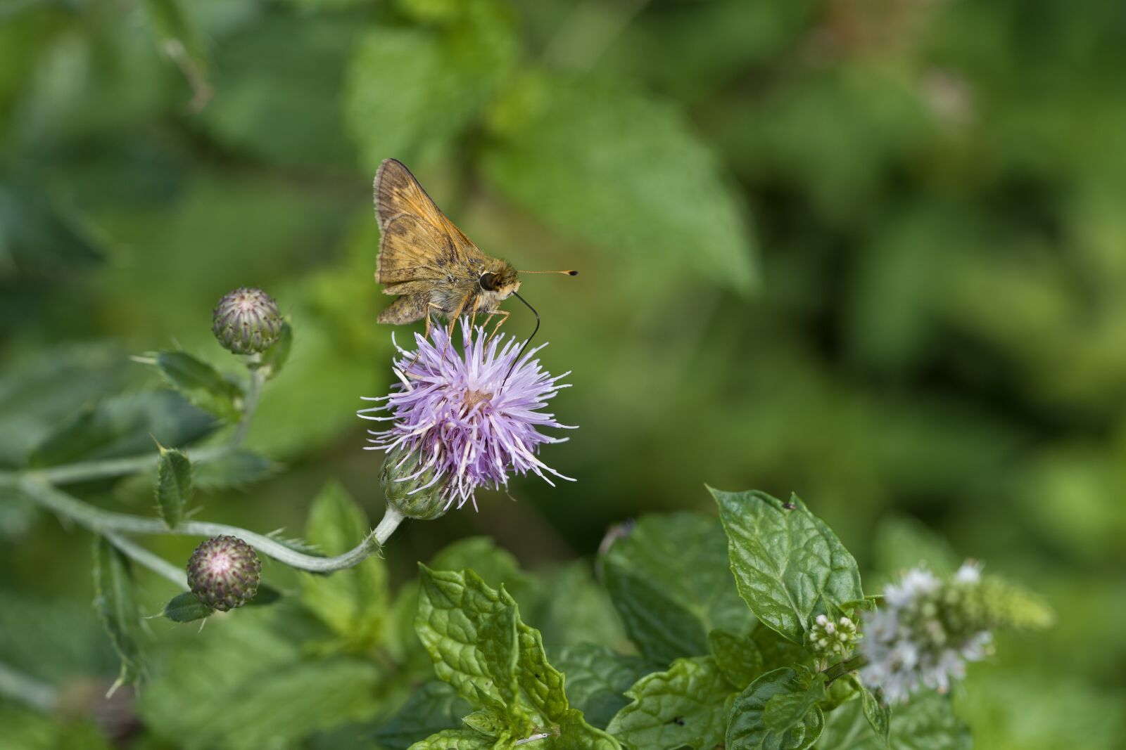 Sony a9 + Sony FE 90mm F2.8 Macro G OSS sample photo. Butterfly, thistle, nature photography