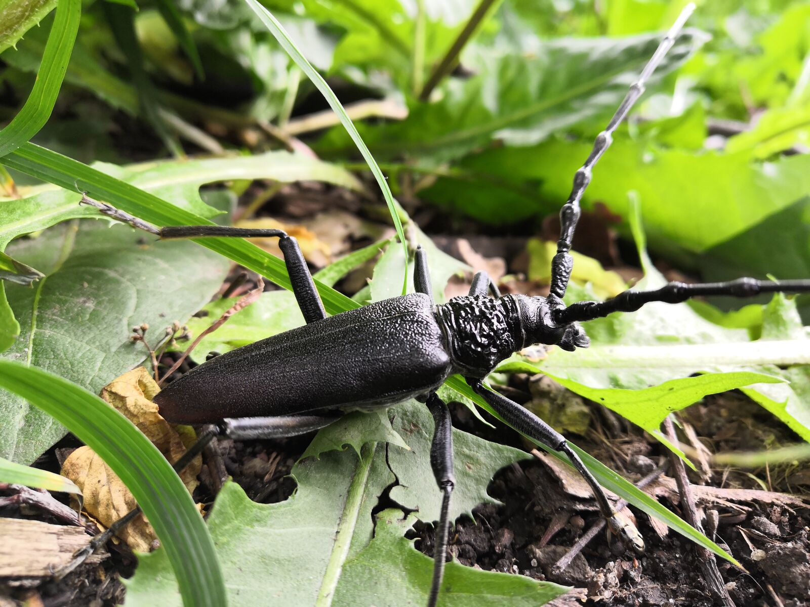 HUAWEI Honor 10 sample photo. Worm, beetle, insect photography