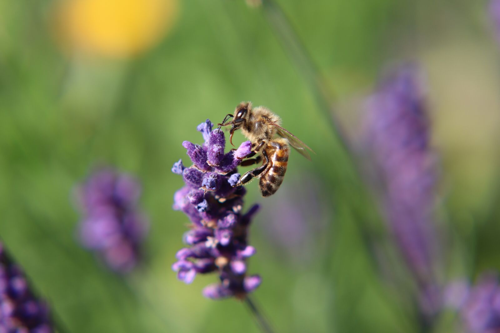 Canon EF-S 55-250mm F4-5.6 IS sample photo. Bee, insects, lavender photography