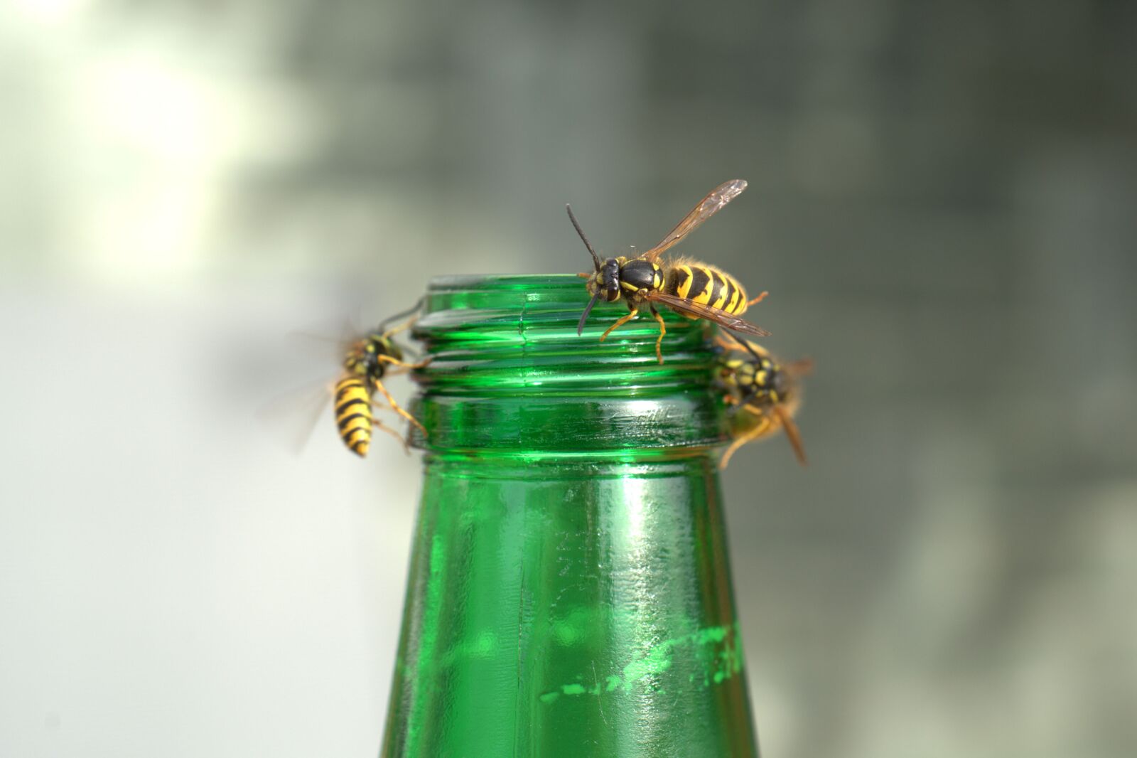 Sony a7 II + Sony FE 50mm F2.8 Macro sample photo. Wasps plague, wasp, attack photography