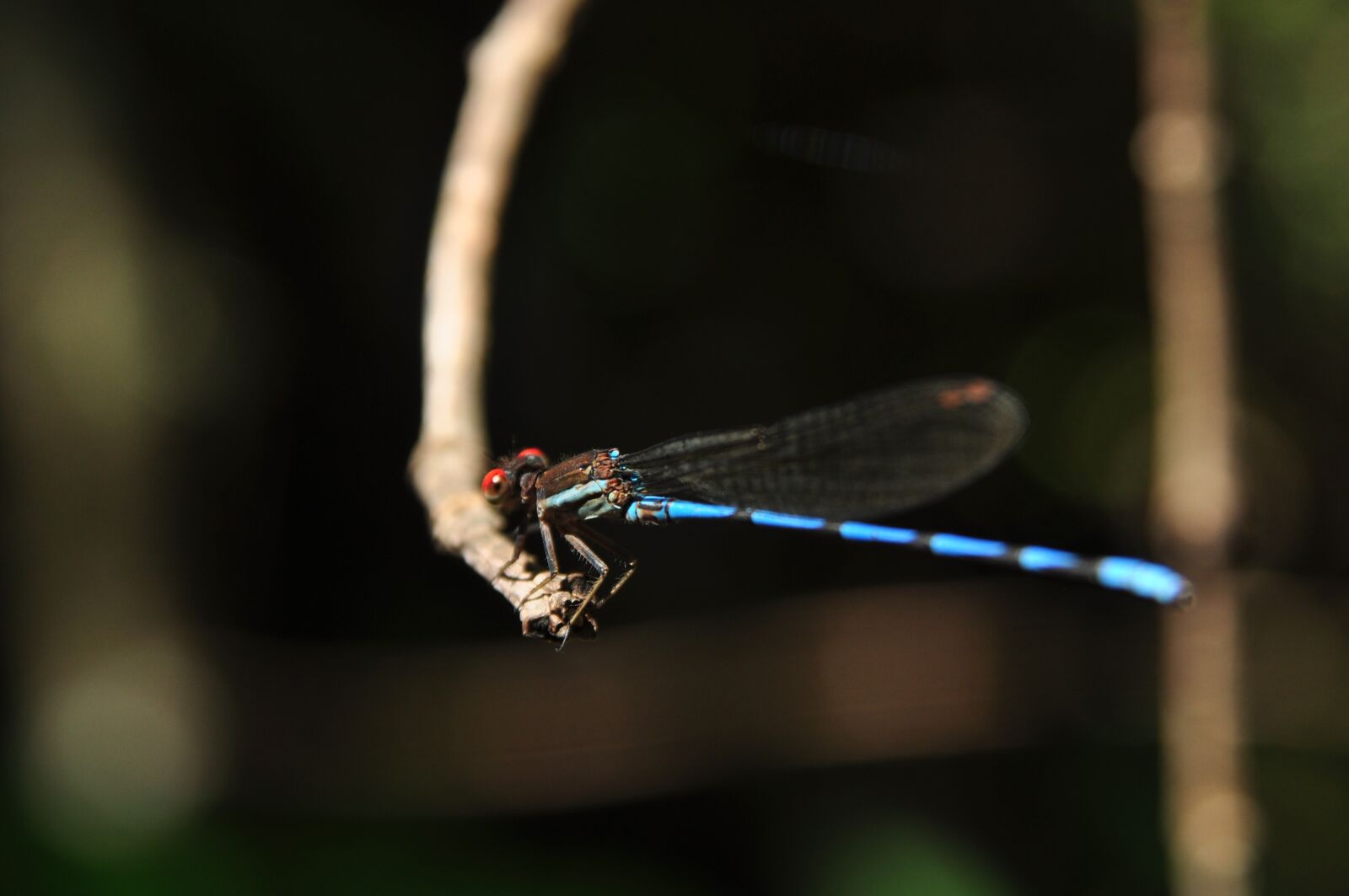 Nikon D5000 sample photo. Nature, insects, macro photography