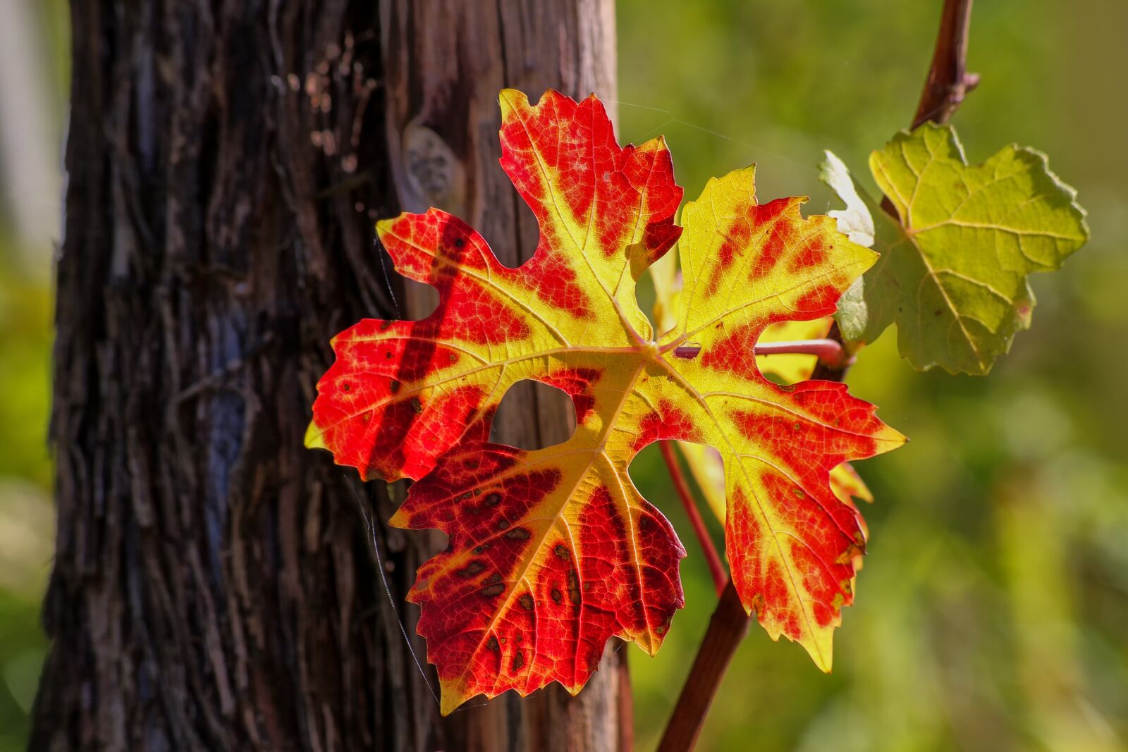 Canon EOS 650D (EOS Rebel T4i / EOS Kiss X6i) sample photo. Wine leaf, vine, nature photography