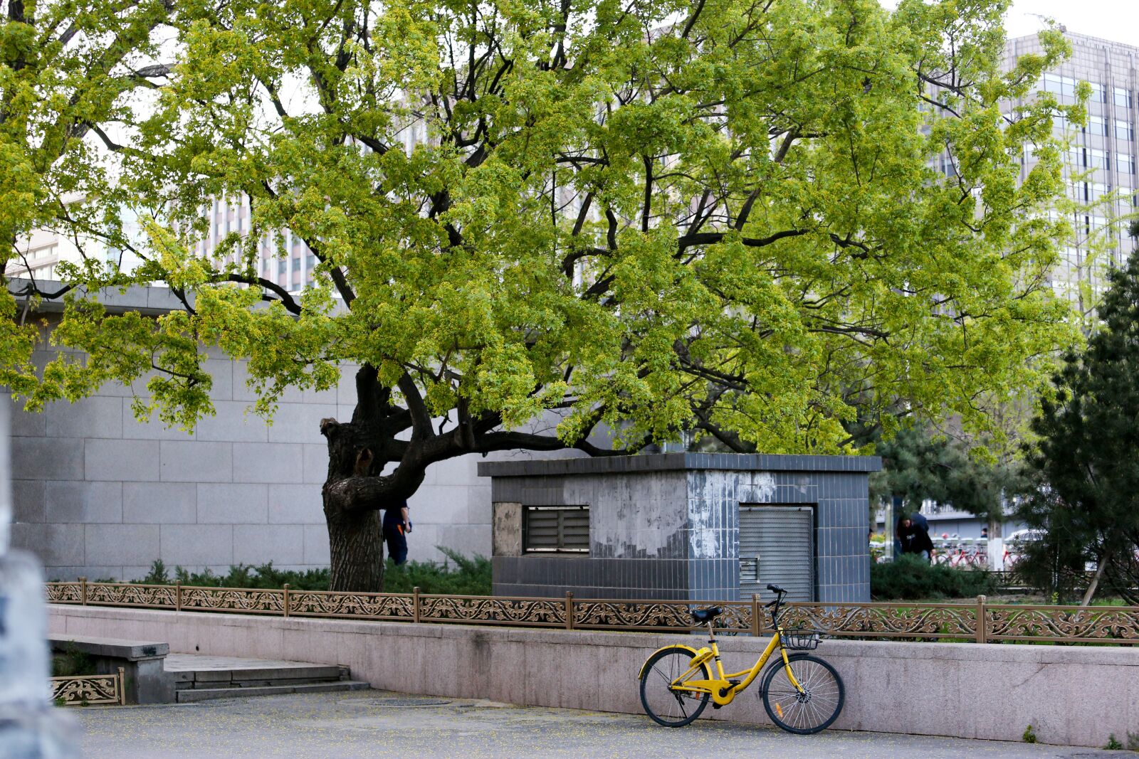 Canon EF 70-200mm F4L IS USM sample photo. Tree, bike, spring photography