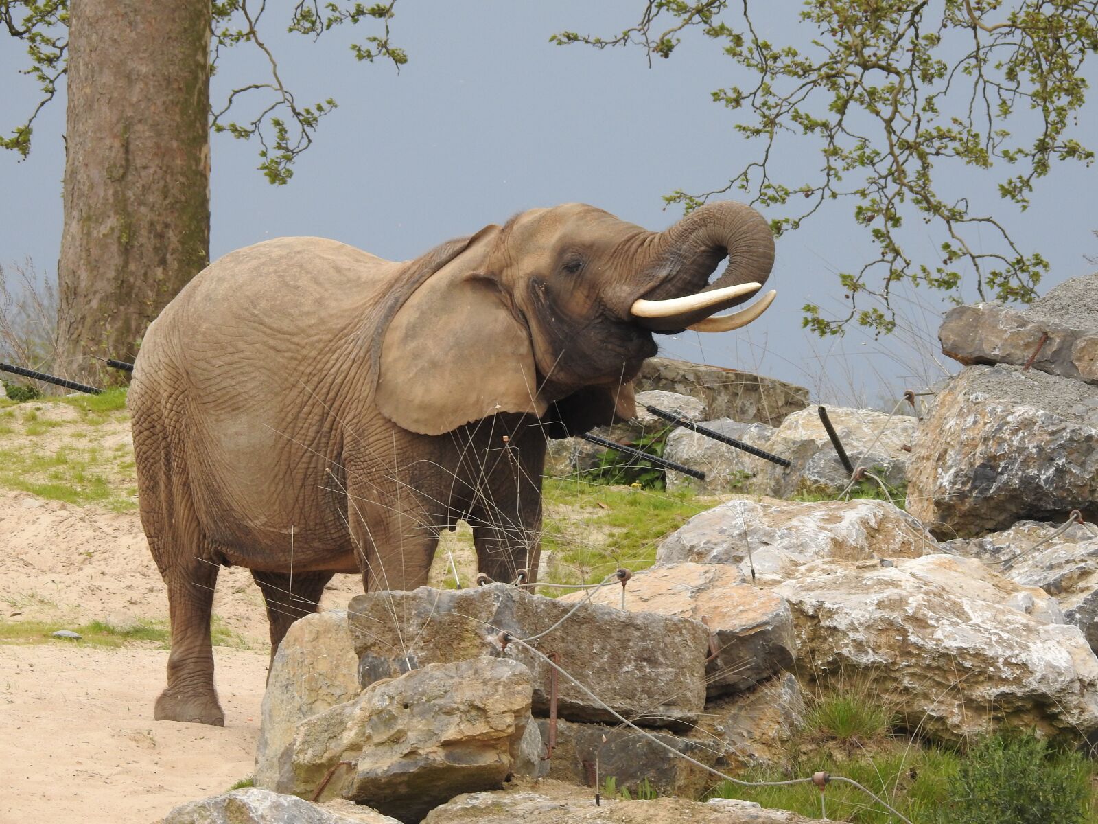 Nikon Coolpix P900 sample photo. Elephant, trunk, africa photography