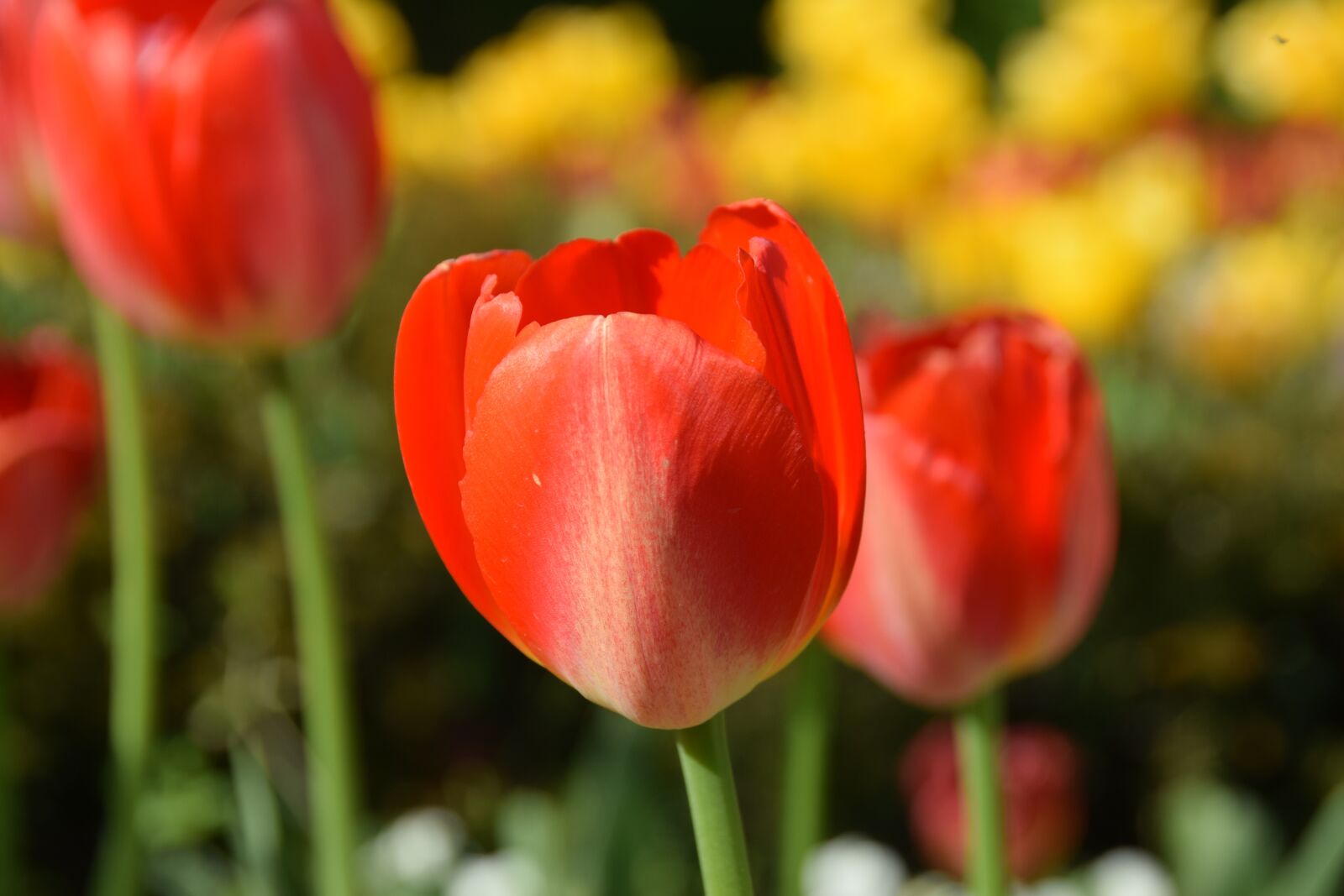 Nikon D5300 sample photo. Tulips, flowers, spring photography