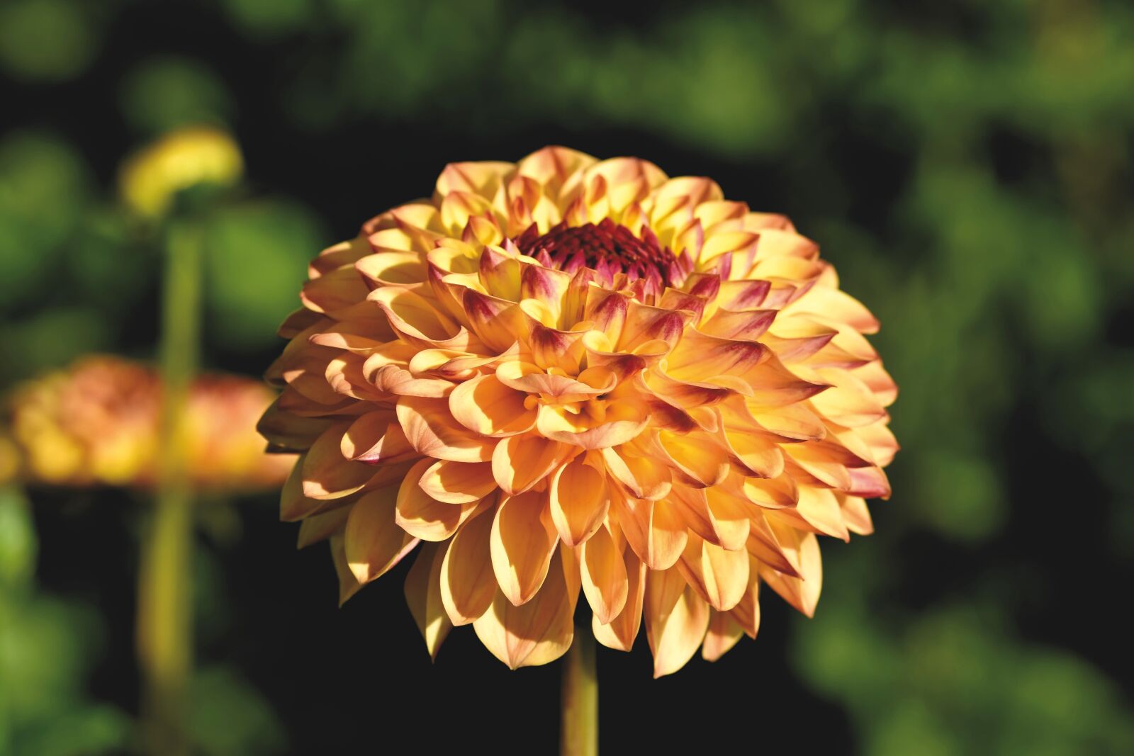 Nikon D7200 sample photo. Flower, bud, dahlia photography