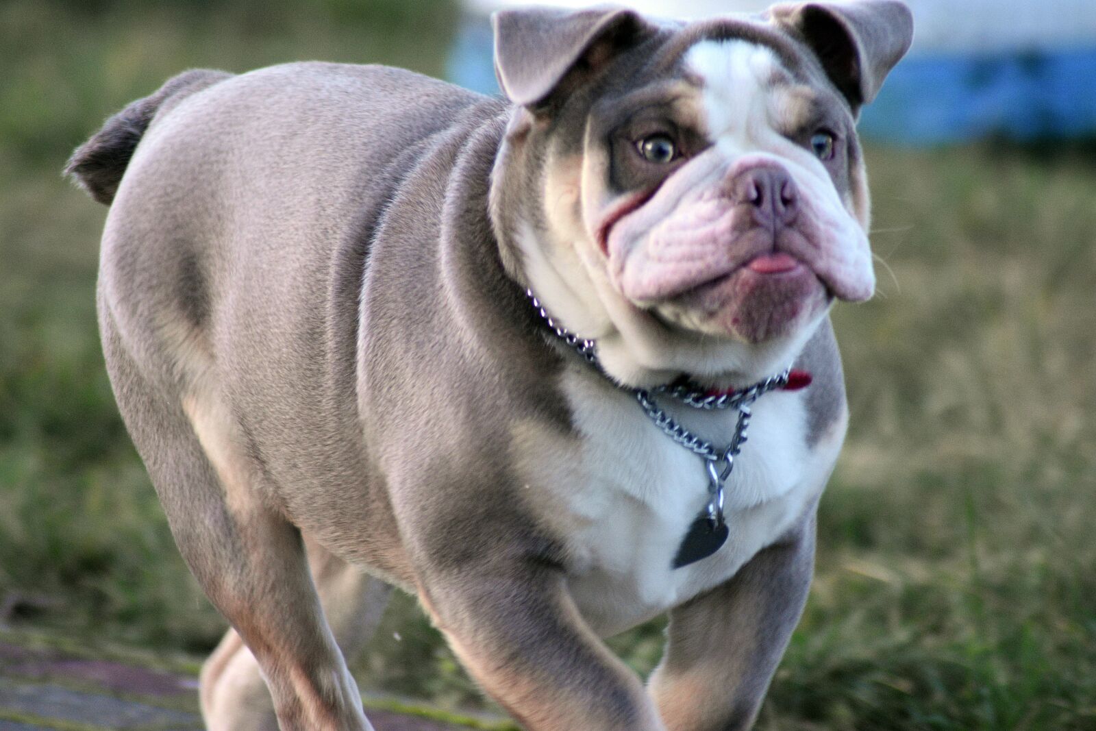 Nikon D3400 sample photo. English bulldog, dog, doggy photography