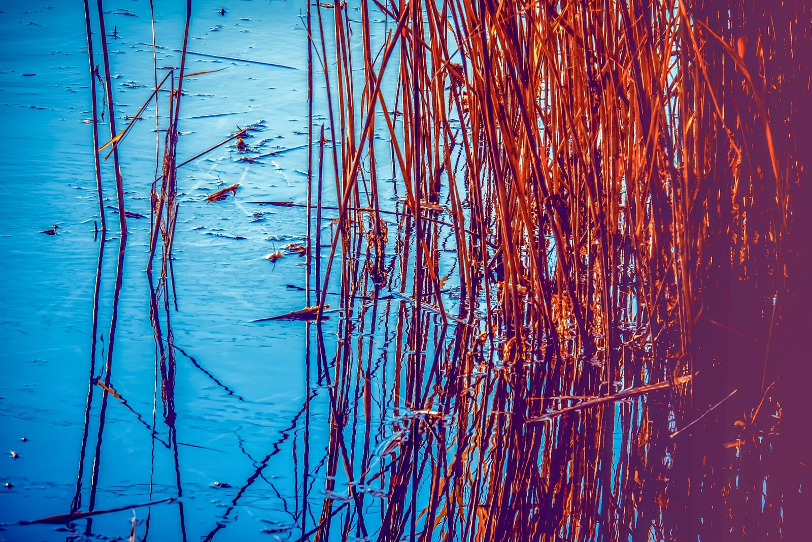 Fujifilm XF 55-200mm F3.5-4.8 R LM OIS sample photo. Reed, plant, lake photography