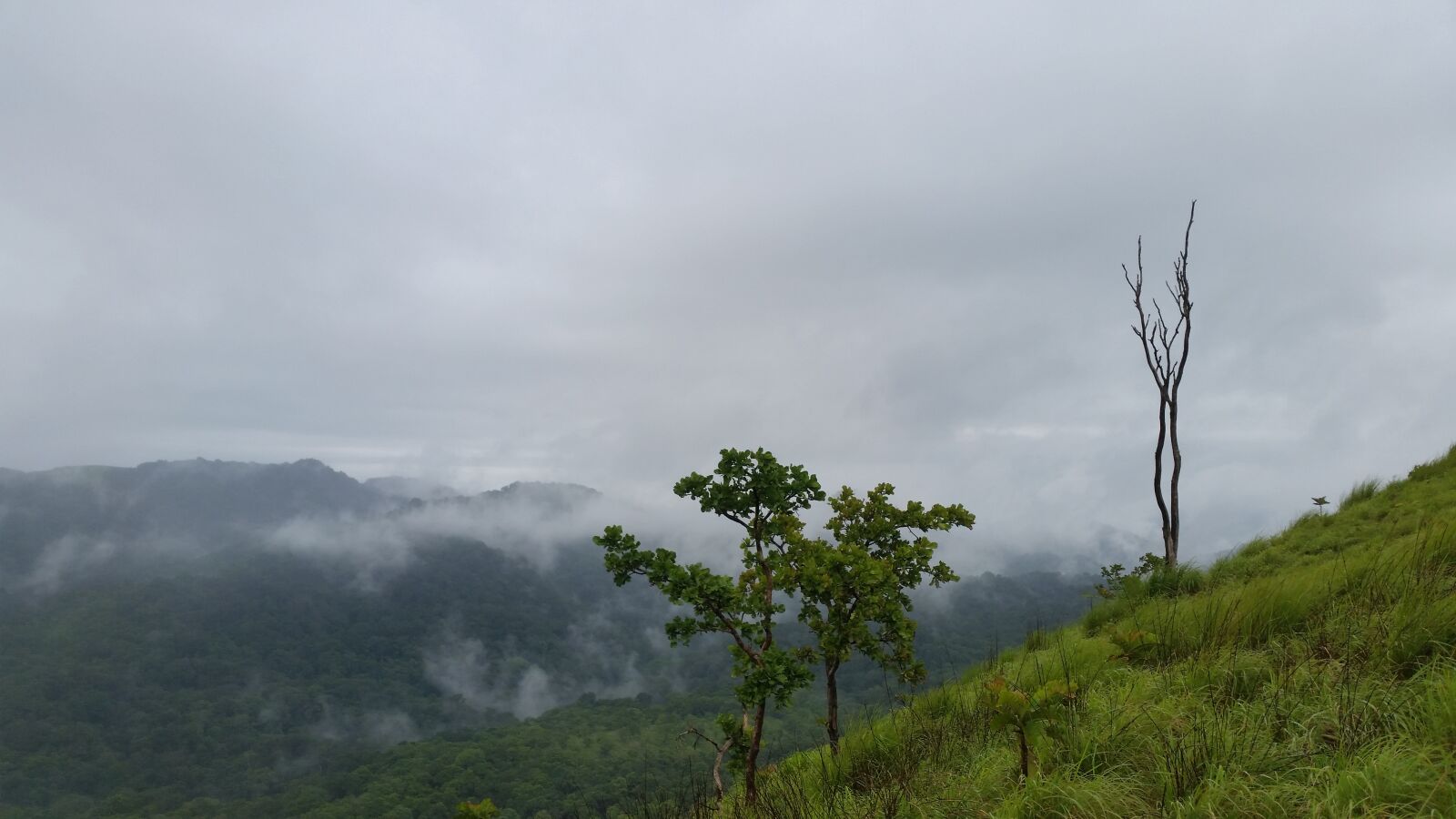 Samsung Galaxy S5 sample photo. Kerala, idukki, nature photography