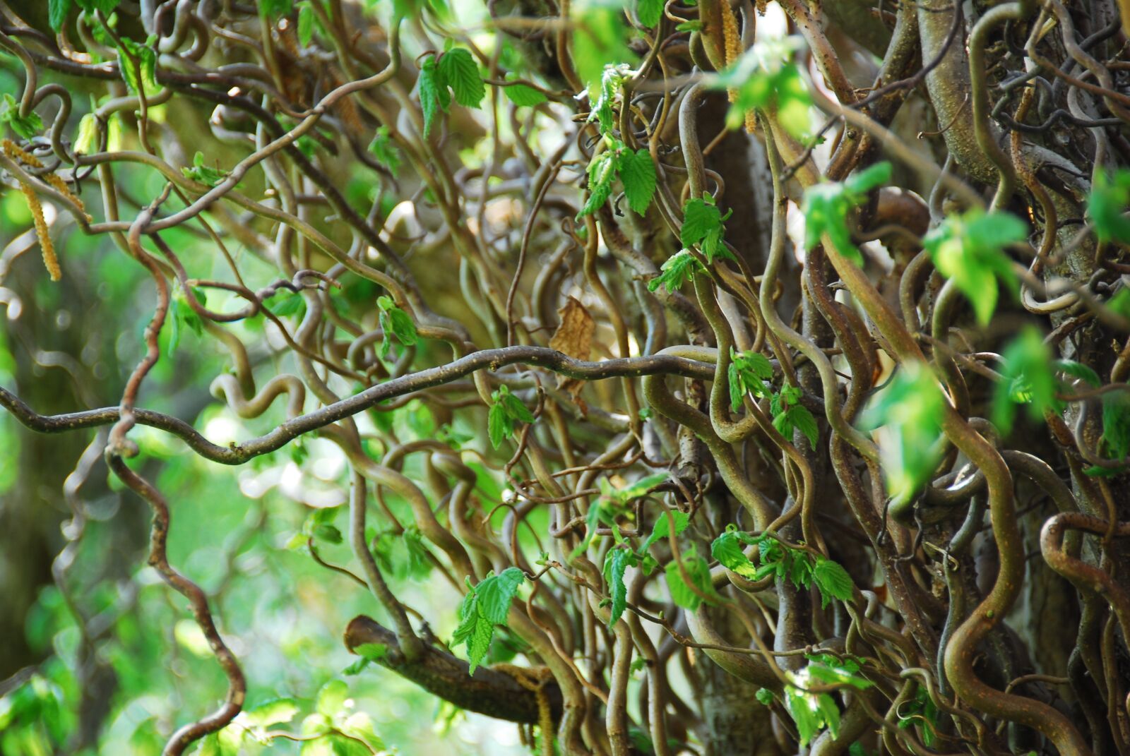 Nikon D200 sample photo. Nature, tree, leaf photography