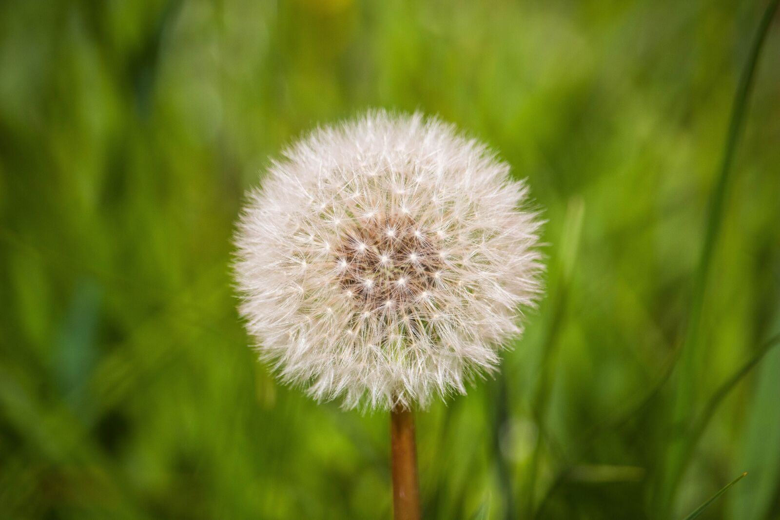 Canon EOS 100D (EOS Rebel SL1 / EOS Kiss X7) sample photo. Common dandelion, dandelion, taraxacum photography