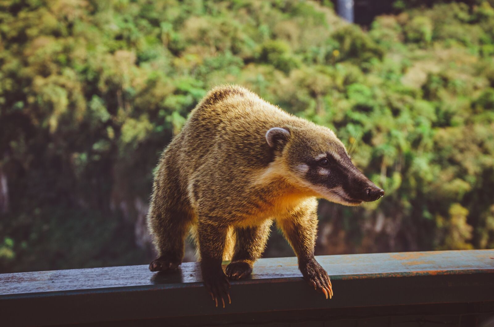 Nikon D7000 sample photo. Coati, waterfall, iguazu photography