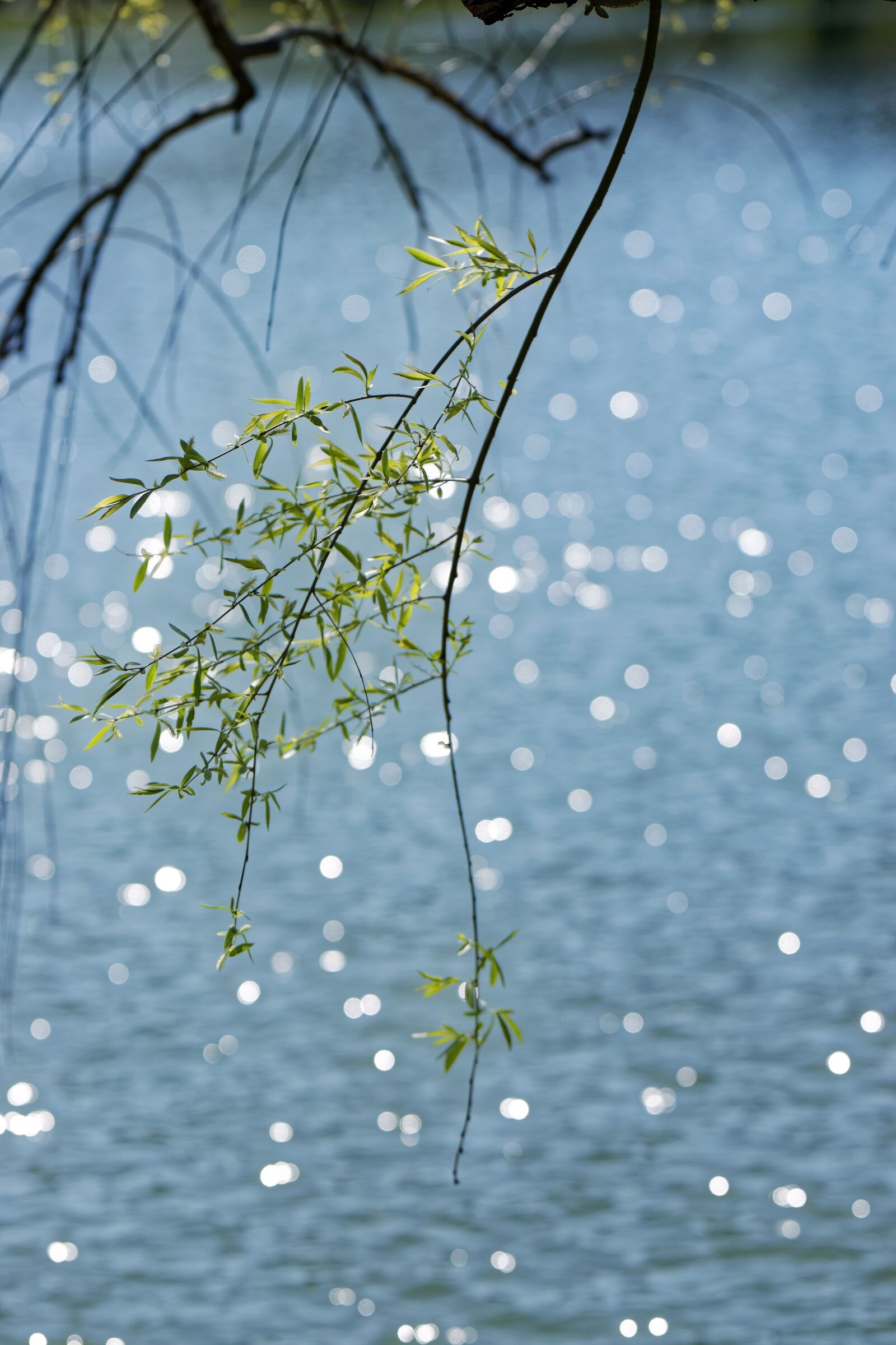 Nikon D5300 sample photo. Nature, branch, twigs photography
