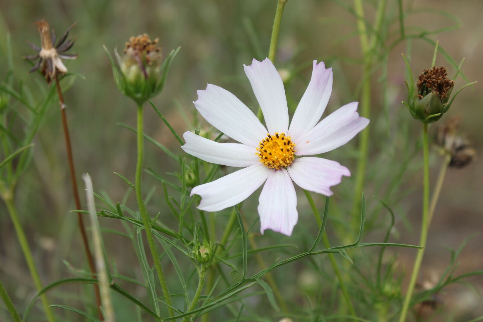 Canon EOS 500D (EOS Rebel T1i / EOS Kiss X3) sample photo. Flower, white, flora photography