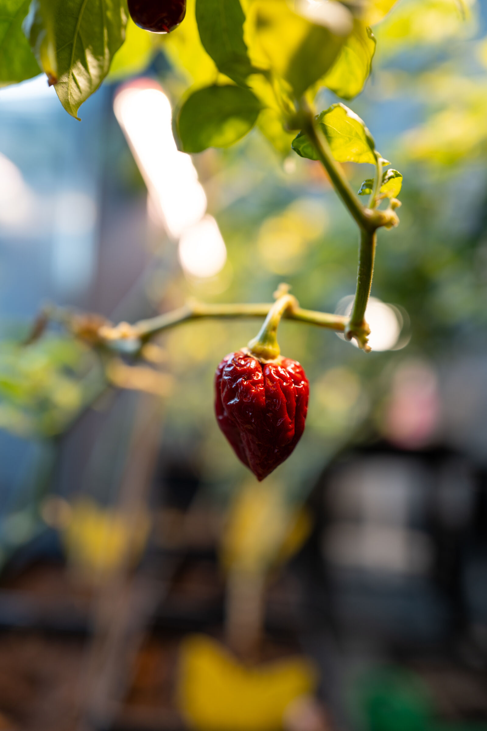 Leica Q3 sample photo. Chili plant photography