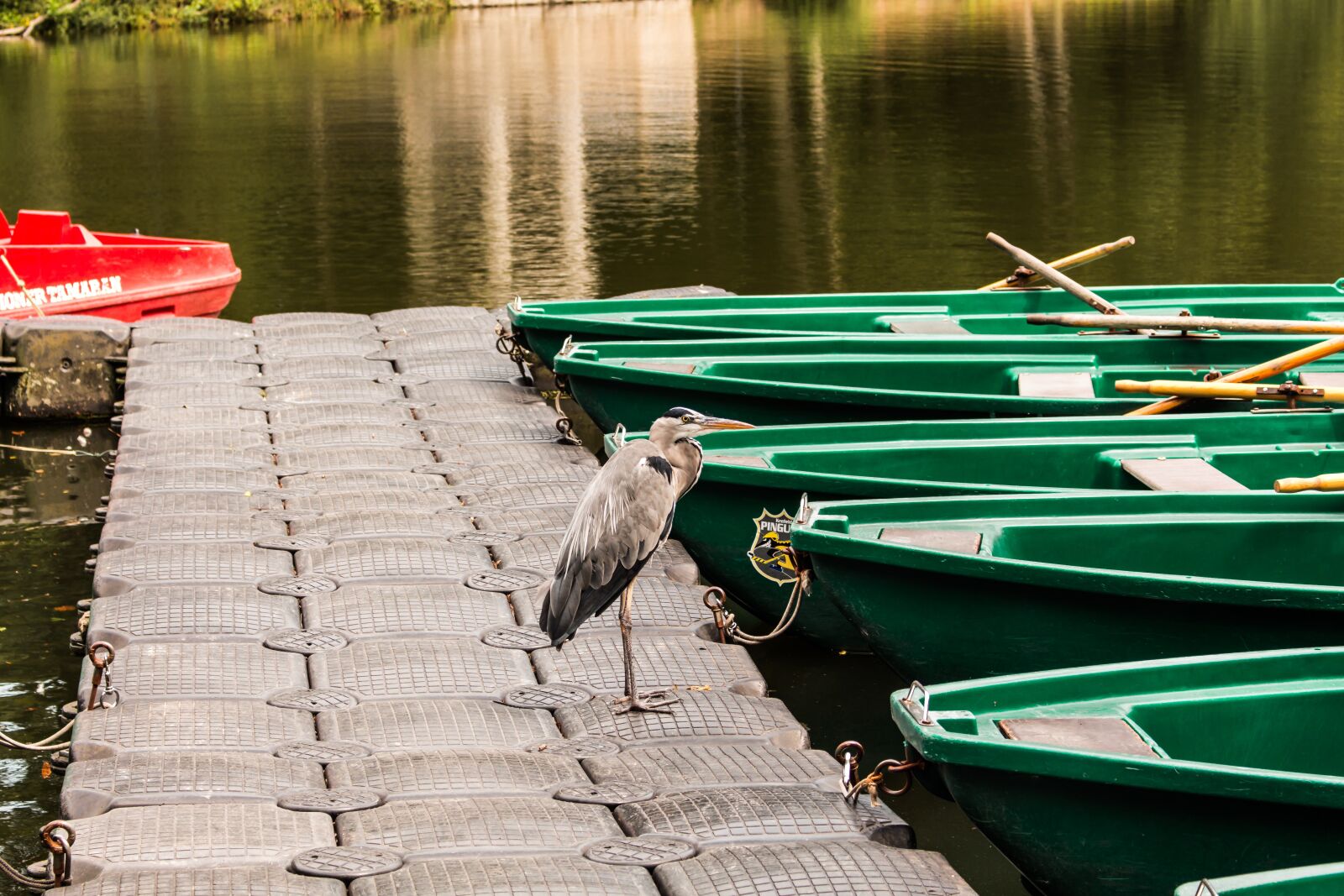 Canon EOS 700D (EOS Rebel T5i / EOS Kiss X7i) sample photo. Grey heron, boats, nature photography