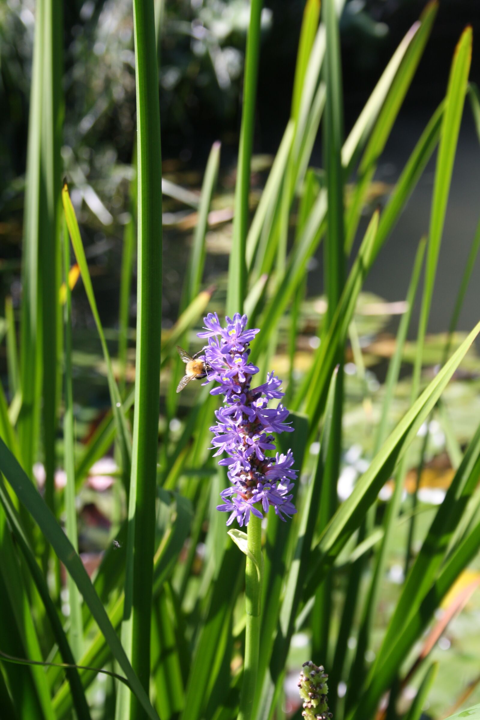 Canon EOS 1000D (EOS Digital Rebel XS / EOS Kiss F) sample photo. Flowers, violet, nature photography