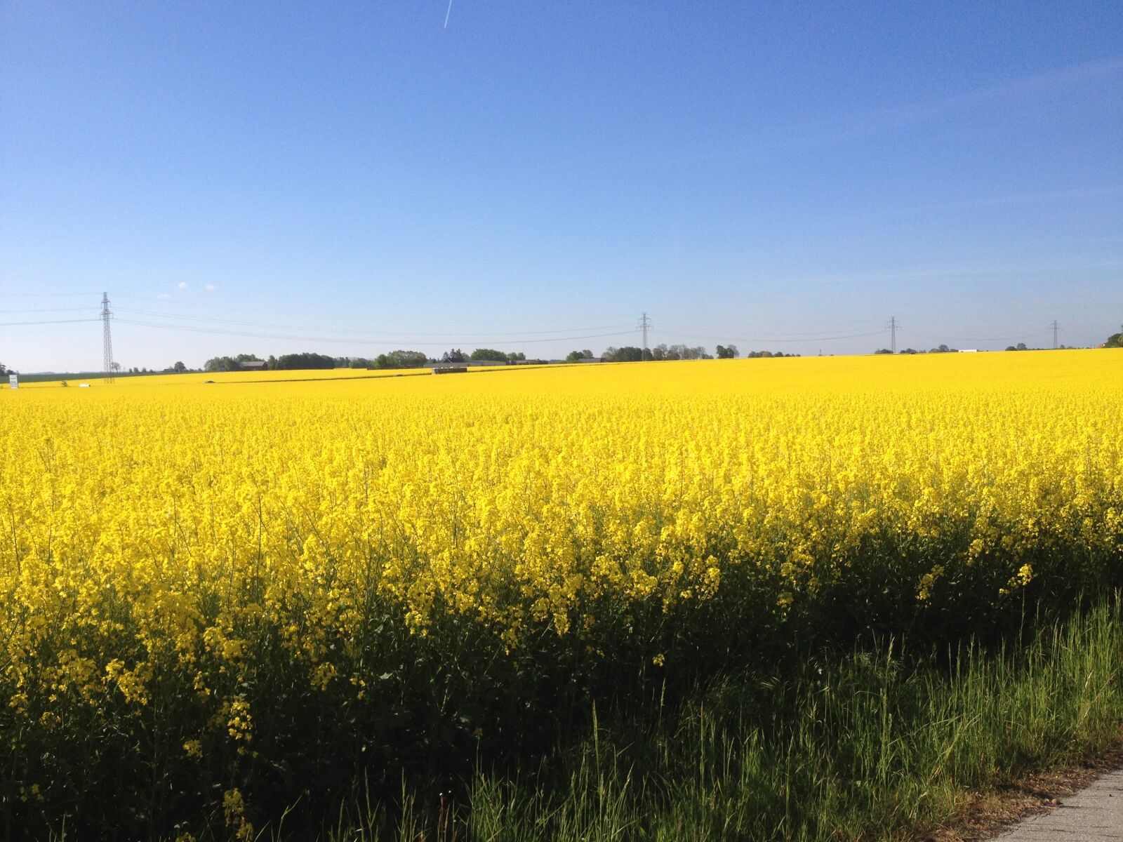 iPhone 4S back camera 4.28mm f/2.4 sample photo. Yellow fields, fields of photography