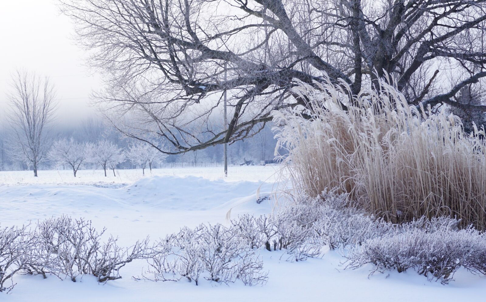Sony E 16-50mm F3.5-5.6 PZ OSS sample photo. Heavy frost, winter, grass photography
