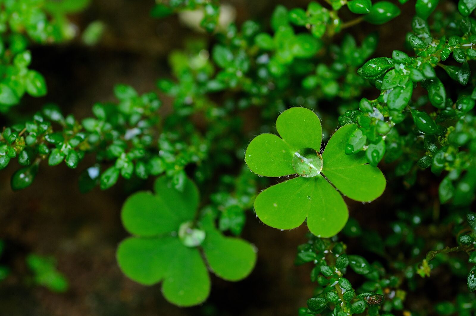Nikon D300S sample photo. Dew, green, nature photography