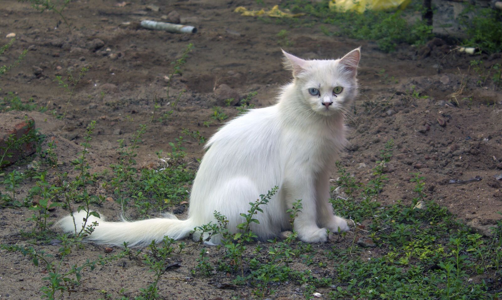 Canon EOS 550D (EOS Rebel T2i / EOS Kiss X4) sample photo. Breed, bright, closeup photography
