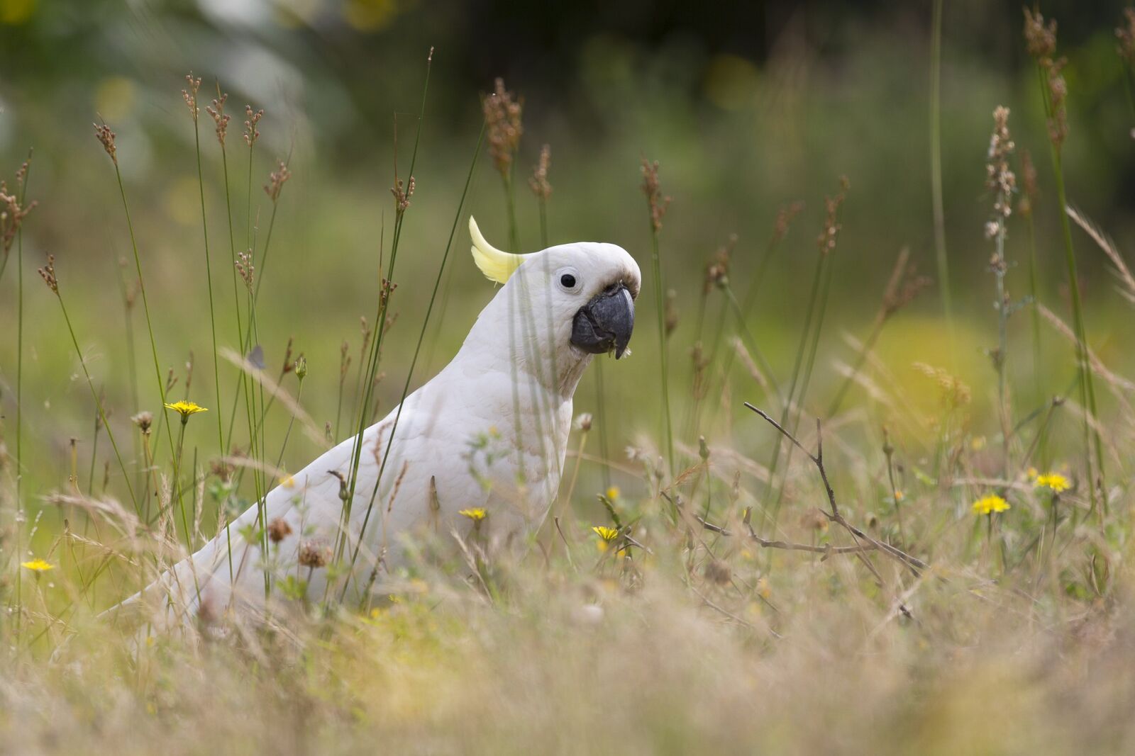 Canon EOS 5D Mark III sample photo. Australia, bird, cockatoo photography