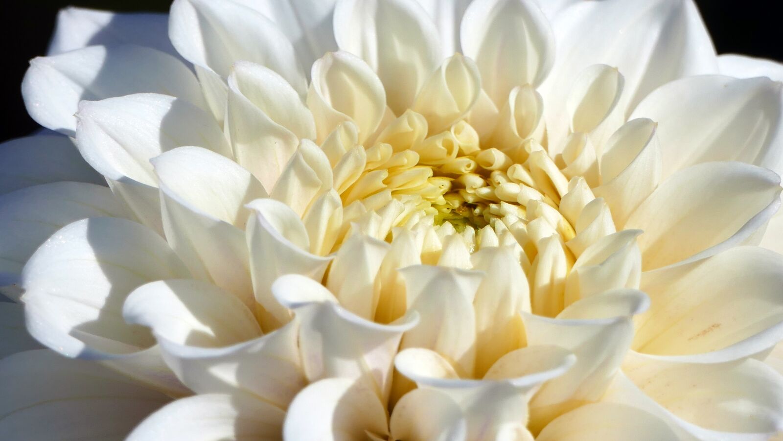 Panasonic Lumix DMC-FZ1000 sample photo. Nature, garden, dahlia photography