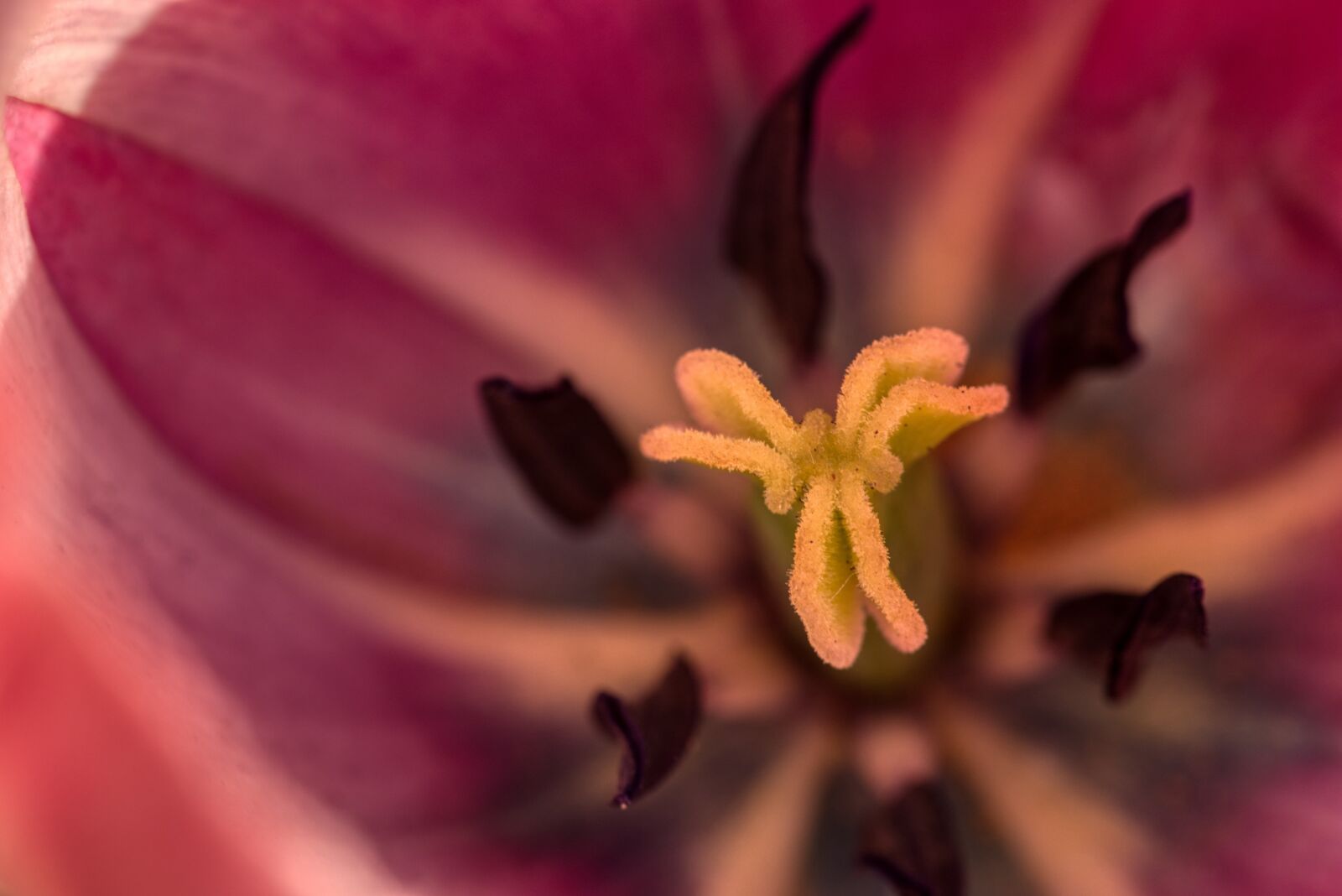 Nikon D750 sample photo. Tulip, blossom, bloom photography