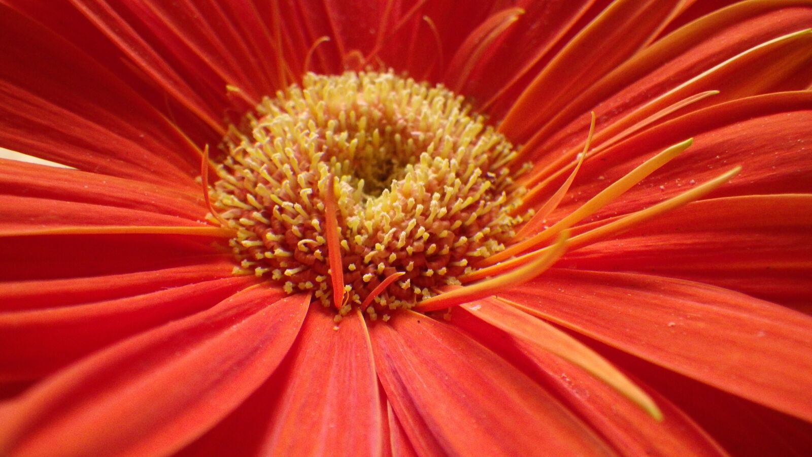 Pentax Optio WG-2 sample photo. Gerberera, flower, colorful photography