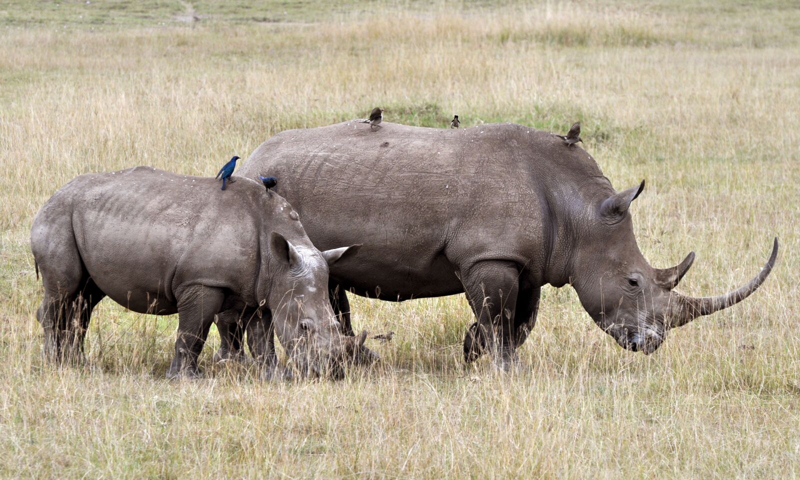 Nikon D5000 sample photo. Safari, africa, nature photography