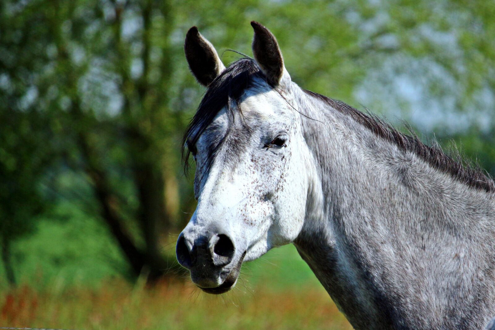 Canon EOS 100D (EOS Rebel SL1 / EOS Kiss X7) sample photo. Mold, horse, thoroughbred arabian photography