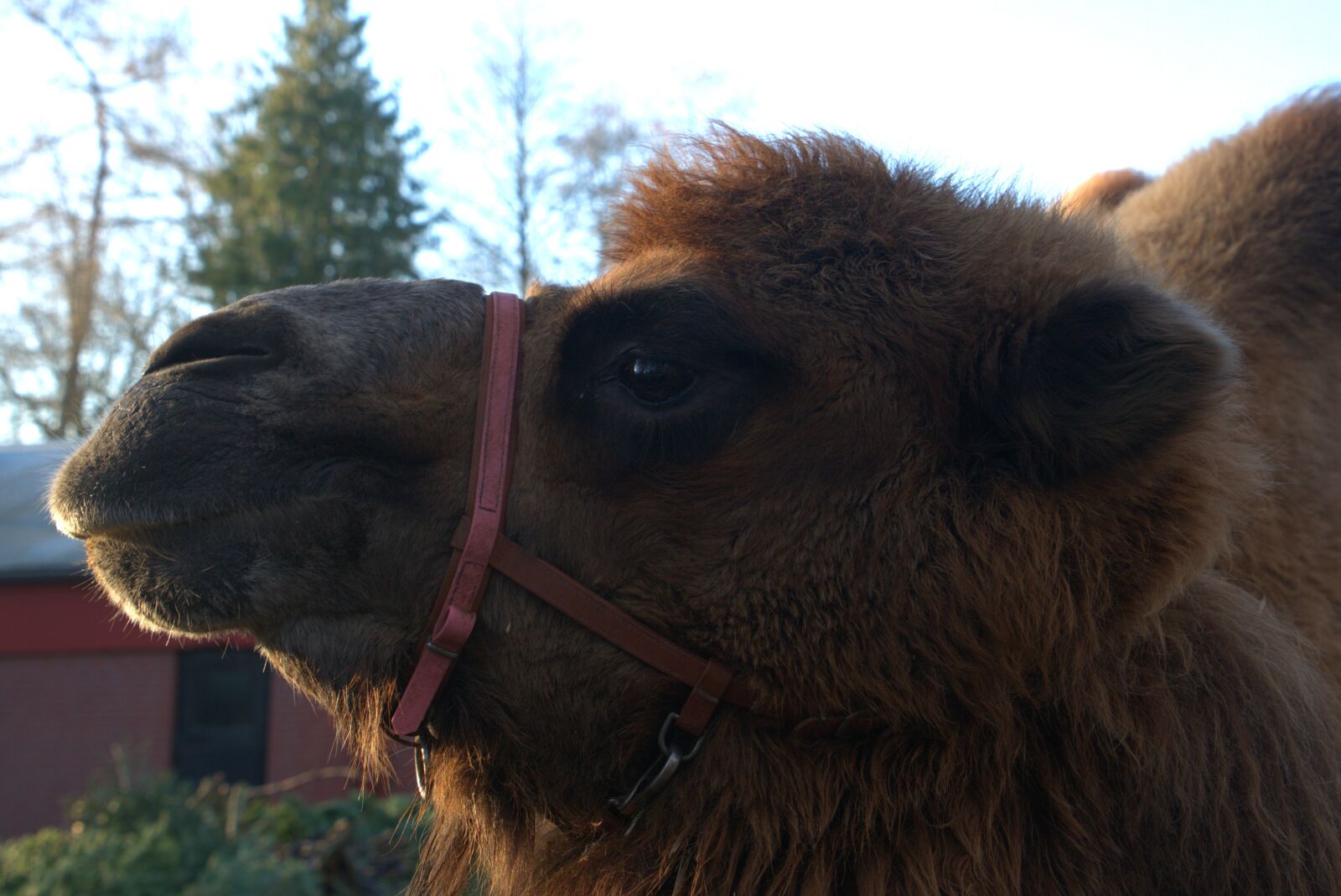 Sony a7 II + Sony Vario Tessar T* FE 24-70mm F4 ZA OSS sample photo. Camel, animal, nature photography