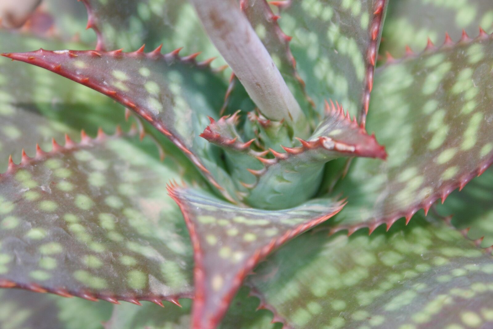 Canon EOS 350D (EOS Digital Rebel XT / EOS Kiss Digital N) sample photo. Cactus, tropical, tropics photography
