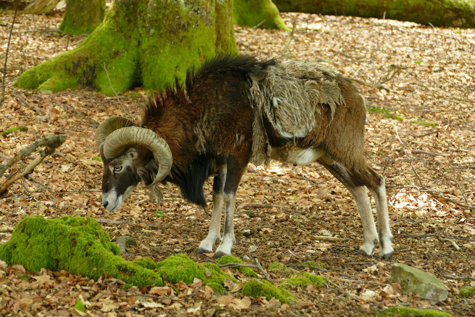 Panasonic Lumix DMC-FZ1000 sample photo. Goat, ram, hear photography